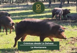 Crónicas desde La Dehesa: La Montanera