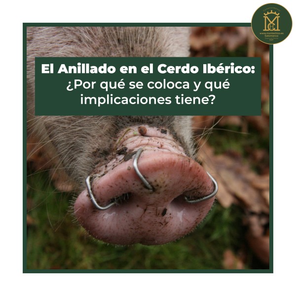 El Anillado en el Cerdo Ibérico: ¿Por qué se coloca y qué implicaciones tiene?